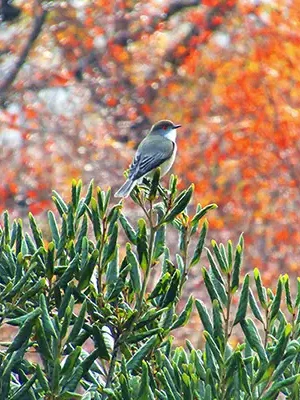 Parque Rucamanque